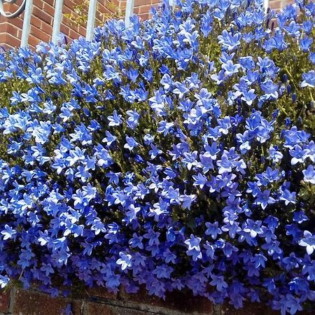 מלון ברידג'נד Lavender House מראה חיצוני תמונה